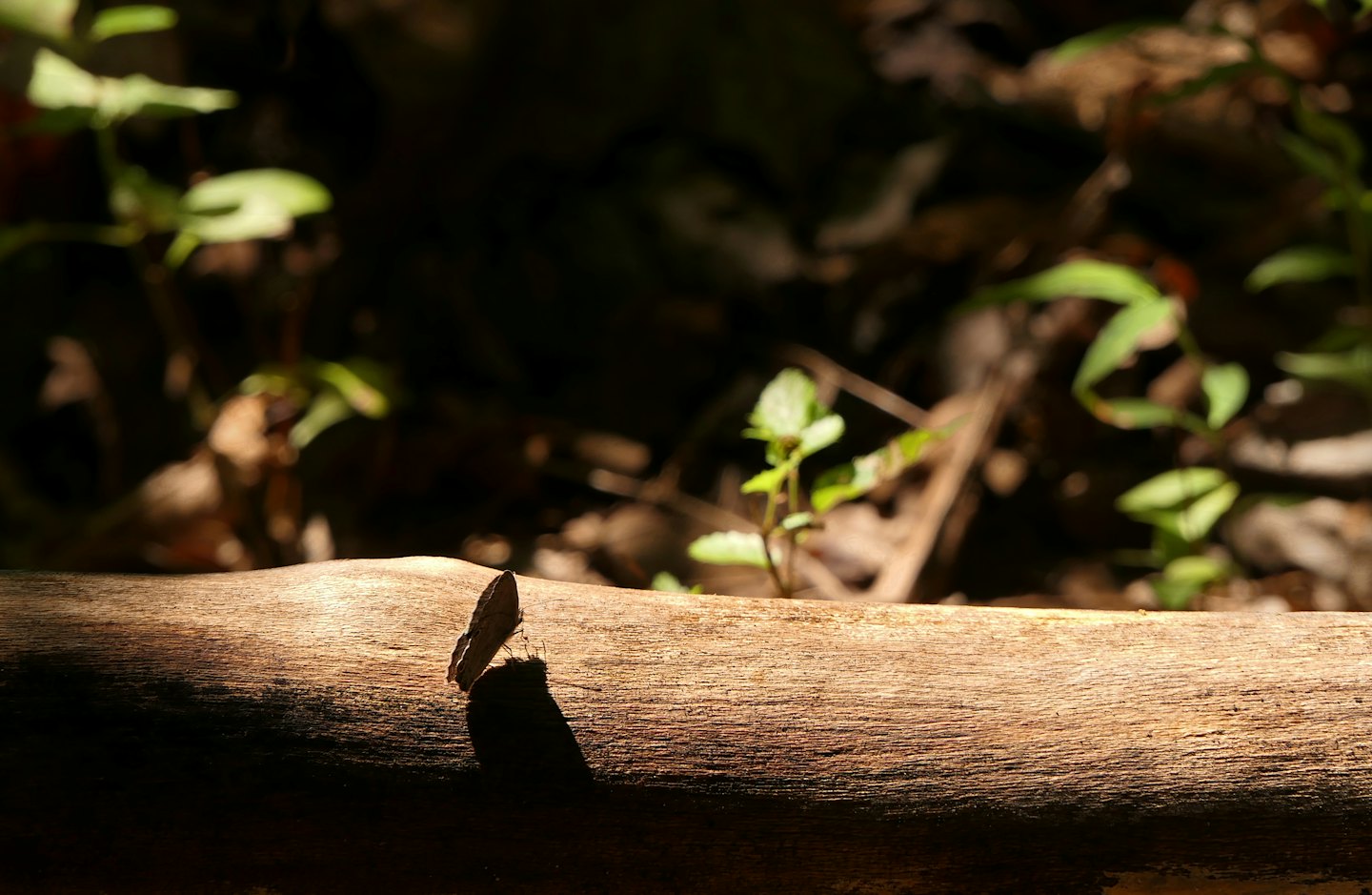 A brown moth rests on a textured wooden log.