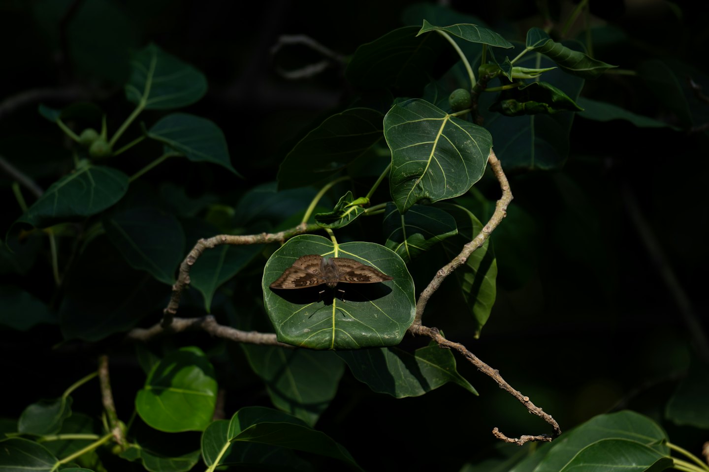 A patterned brown moth resting on a green leaf.